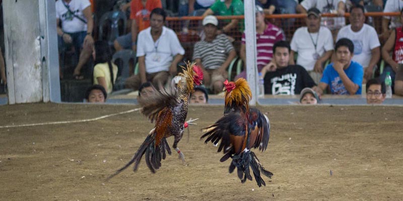 Đá gà cựa dao được tổ chức vô cùng chuyên nghiệp và bài bản