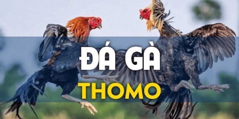 Đá Gà Thomo - Hình Thức Giải Trí Thu Hút Triệu Thành Viên